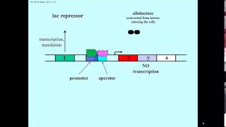 lac operon derepression [upl. by Zavala466]