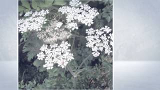 Борщевик сибирский Heracleum sibiricum [upl. by Ille]