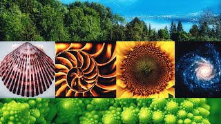 The Hidden Math in Nature Fibonacci Golden Ratio and Fractals [upl. by Wilbur]