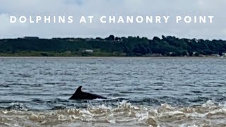 Dolphins at Chanonry Point  Inverness [upl. by Iroc273]