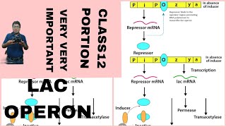 LAC OPERON GENE REGULATIONS BIOLOGY CLASS 12 FOR BOARD NEETAB ALL IS WELL [upl. by Dranyar]