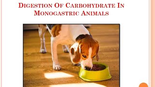 Digestion Of Carbohydrate In Monogastric AnimalsVeterinaryPhysiology [upl. by Rustie982]