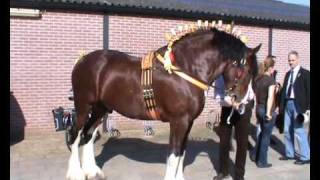 Shire show 2010 Putten shire hengsten buiten [upl. by Odrautse869]