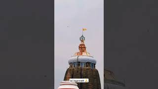 🚩Puri Jagannath flag flying in opposite direction😲 Jai Jagannath Ji purijagannathjaijagannath [upl. by Gyasi]