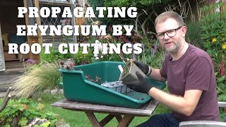 How to Take Vertical Root Cuttings of Eryngiums  Propagate Eryngium Sea Holly Perennial Plants [upl. by Cohberg465]