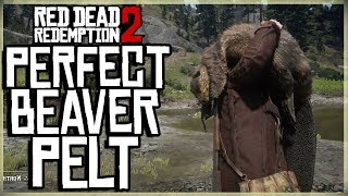 HOW TO GET A PERFECT BEAVER PELT  RED DEAD REDEMPTION 2 PRISTINE BEAVER HUNT [upl. by Atinele]