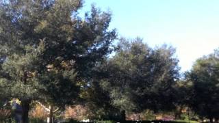 Quercus agrifolia  Coast Live Oak [upl. by Aserehs]