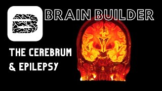 Cerebrum and Epilepsy  Real 3D Anatomy [upl. by Atekahs291]