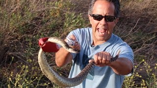 Catching Wild Rattlesnakes [upl. by Enyawal]