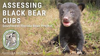 Assessing Black Bear Cubs  Southwest Florida Bear Project [upl. by Olnek842]