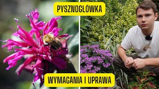 Pysznogłówka  wymagania i uprawa Monardy bylina o kwiatach niczym barwne pióropusze [upl. by Bergmann]