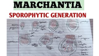 MARCHANTIA Reproduction in Marchantia Sporophytic Generation  Bsc notes with Explanation ZBC [upl. by Eelinnej783]