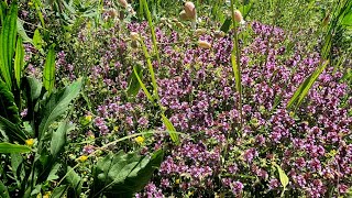 19720  Notre potager de plantes aromatiques [upl. by Polinski]