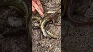 Too many snake fish under watery muddy soil ytshorts fishing catchingfish rural [upl. by Lainey78]