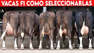 🔴 BOVINO F1 Como Seleccionarlo ✅ Vacas Lecheras y Doble Propósito [upl. by Allenad]