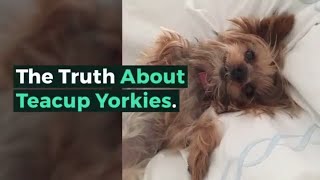 The Truth About Teacup Yorkies [upl. by Valentino]