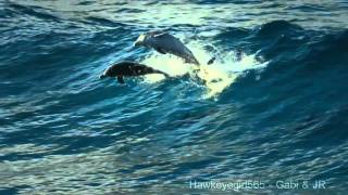 The Ocean Goldripp Remix  Chill Out Ibiza Vol 3  Dolphins amp Humpbacks Love of the Ocean HD [upl. by Geller]