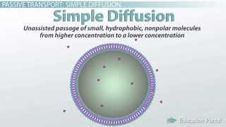 Passive Transport in Cells Simple and Facilitated Diffusion and Osmosis [upl. by Woodcock312]