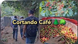 Nuevo reto aceptado 💪 Cortando Café Finca 🌳🌲 2023 Todo esto tienen que caminar para llegar 😱 [upl. by Herman]