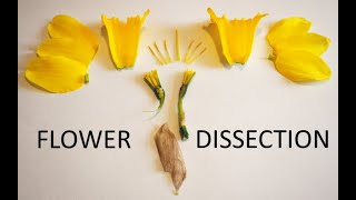 Daffodil Flower Dissection [upl. by Laughlin]