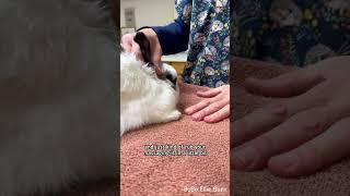 Bunny ear flushing demo by vet tech 🐰 [upl. by Nona841]