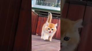 Viral cats video please like 🐈😺cat shorts viralshort funny catlover cutepet [upl. by Peder]