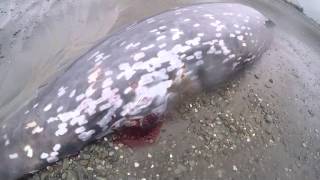 Cuviers Beaked Whale [upl. by Sellers]