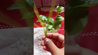 What I do with money plant plants garden shorts [upl. by Akapol]