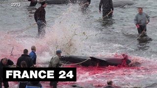 Sanglant massacre de dauphins aux Îles Féroé [upl. by Qulllon830]