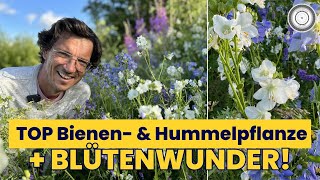 Schönste amp längste Blüte für BIENE HUMMEL amp SCHMETTERLING  Polemonium caeruleum Himmelsleiter [upl. by Manuel]