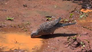 Spotted DoveSpilopelia chinensis drinking water [upl. by Perri]