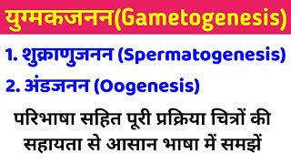 युग्मकजनन gametogenesis  शुक्राणुजनन और अंडजनन  spermatogenesis and oogenesis in hindi class 12 [upl. by Hamitaf]