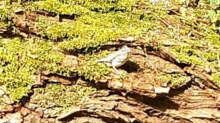 Baby Grey Wagtail  Bergeronnette des ruisseaux [upl. by Notsuj134]