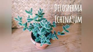 Delosperma Echinatum [upl. by Andie]