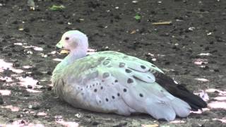 Cape Barren goose🦢Cereopsis novaehollandiae✅Куриный гусь [upl. by Folger]