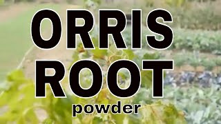 ORRIS ROOT powder [upl. by Ardme880]