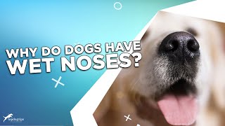 How Your Dogs Nose Knows So Much  Deep Look [upl. by Nosaes]