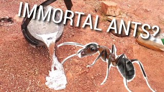 Aluminum Ant Hill Casting  Melting Aluminum at Home  They Survived [upl. by Ffoeg801]