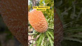 Banksia Blooming in San Diego rareplants banksia gardening australia australian plants [upl. by Yelra]