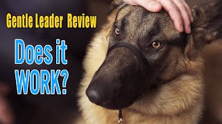 PetSafe Gentle Leader review with Hudson the German Shepherd [upl. by Anicul796]