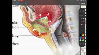 Odontogenic infections4th stagepart3 [upl. by Kaila]