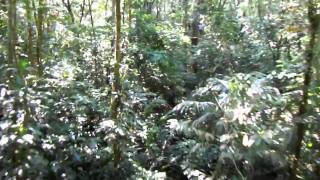 1 Zipline Tortuguero National Park Costa Rica [upl. by Rosana]