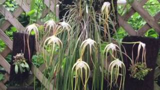 Brassavola cucullata [upl. by Seaton]