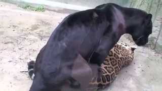 Jaguar mating in Nippondaira Zoo [upl. by Itsim423]