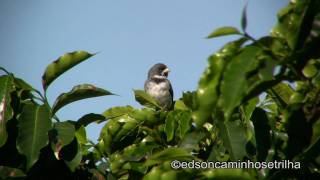 Coleirinha Sporophila caerulescens [upl. by Anaili147]