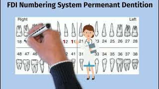 FDI tooth numbering systemworld dental federation [upl. by Dett674]