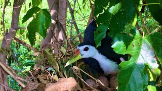 A birds nest on a tree  beautiful birds nest 🪹  birds flying video [upl. by Sherlock654]