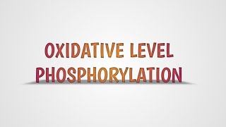 OXIDATIVE LEVEL PHOSPHORYLATION [upl. by Tonnie]