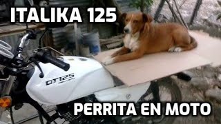 Italika DT 125 delivery perrita en moto [upl. by Carthy849]