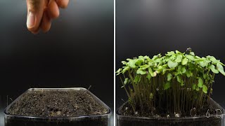 Growing Kale Microgreens Time Lapse [upl. by Gasparo]